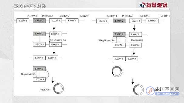 环状RNA赛道五十年：从“弃子”到风口？