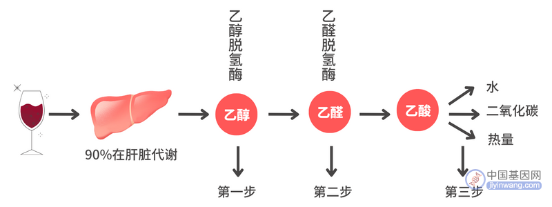 基因小科普：你的酒量大小，其实“酒量基因”早已决定