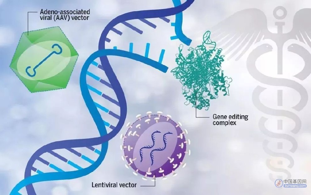 从基因编辑到基因治疗：未来的医学革命