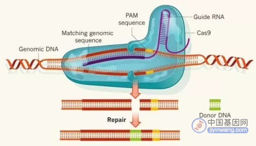 基因科普：一文带你读懂基因编辑技术！