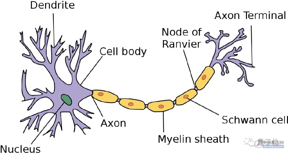 Nature：哪种人更易患老年痴呆症？MIT团队揭示背后基因机制