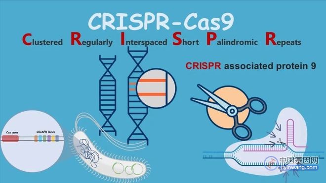 具备“治愈”潜力，首个CRISPR基因编辑疗法上市申请获受理