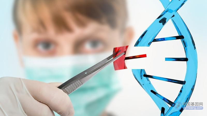 硬核基因科普：什么是“DNA损伤应答”？