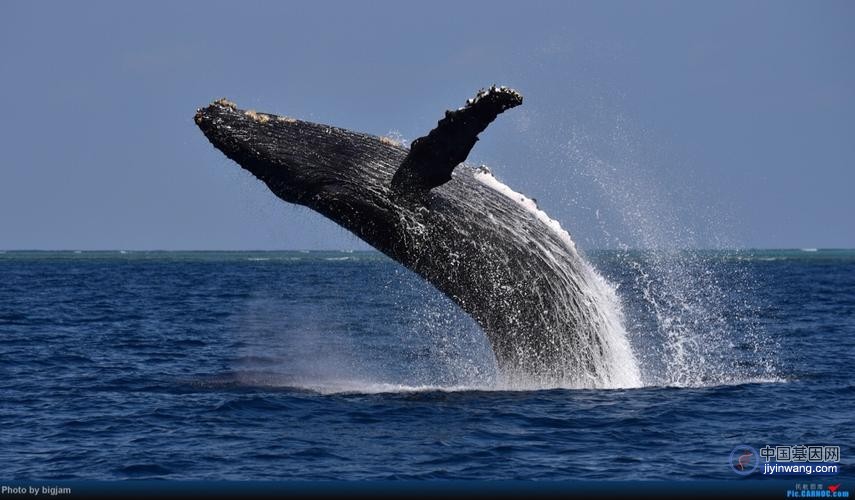 让鲸鱼变得巨大的4个基因揭示