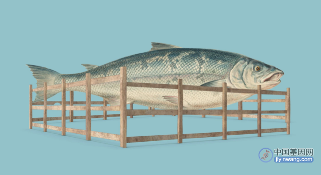 日本允许出售CRISPR基因编辑后的鱼，比普通鱼多出17%肌肉
