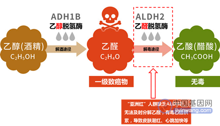 一喝酒就脸红的“东亚”突变基因，增加冠状动脉疾病风险，但有药能治！