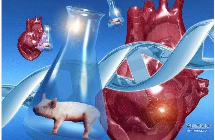 慕尼黑大学：人类移植基因改造后的猪心脏或两年后投用