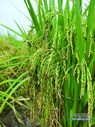 水稻天然多抗基因找到了，能同时抵抗多种病害
