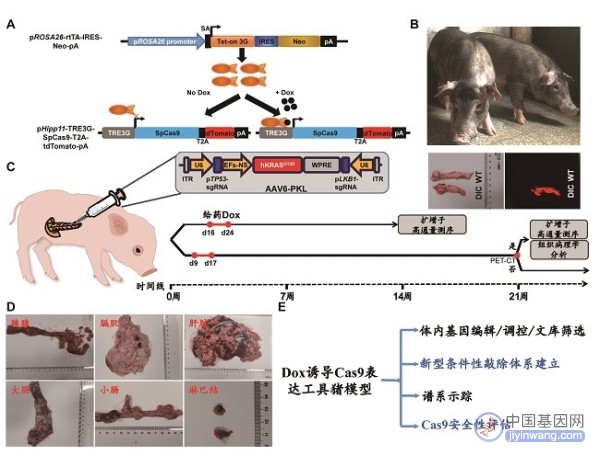 广州健康院培育嵌入小分子药物调控基因剪刀的工具猪