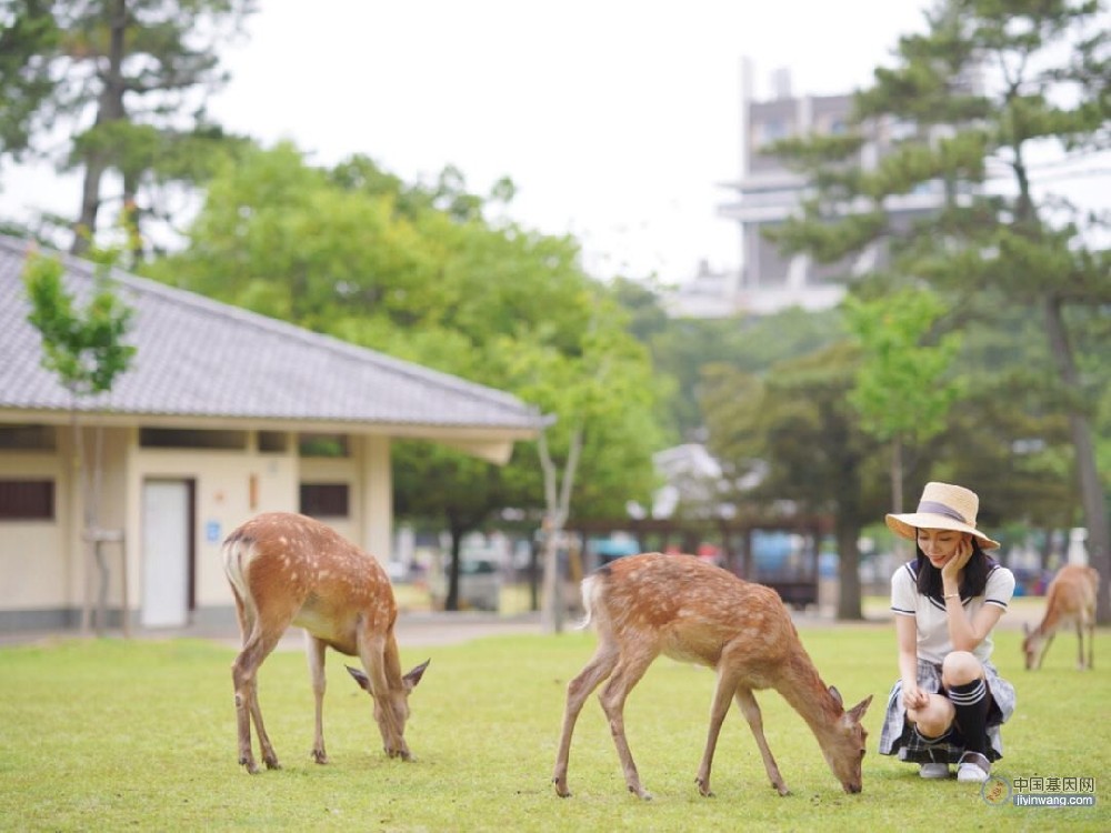日本研究发现奈良公园的鹿拥有独立基因型