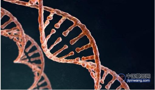 基因编辑、3D生物打印将如何改变“器官移植荒”？
