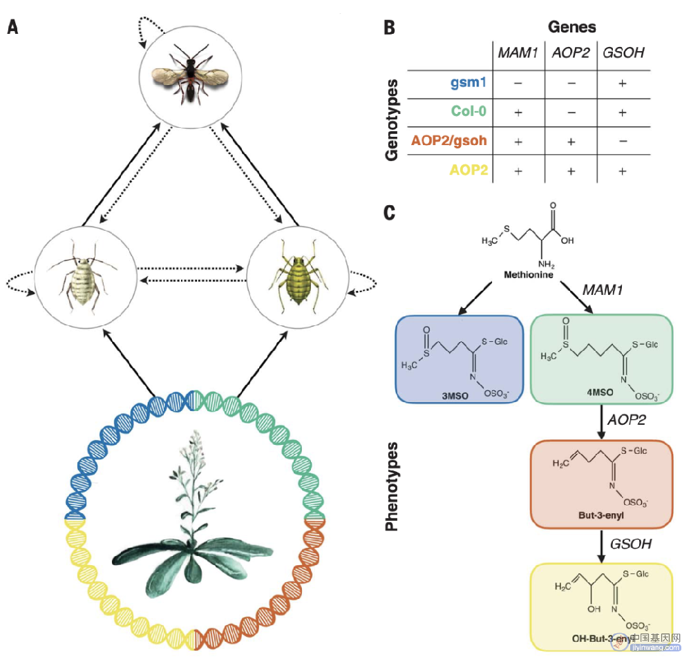 【Science重磅】打破认知！植物单个基因就可影响生态系统的物种多样性