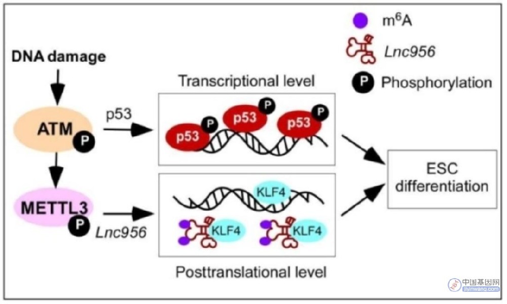 Science子刊：郑萍团队阐明新型LncRNA维持多能干细胞基因组稳态新机制