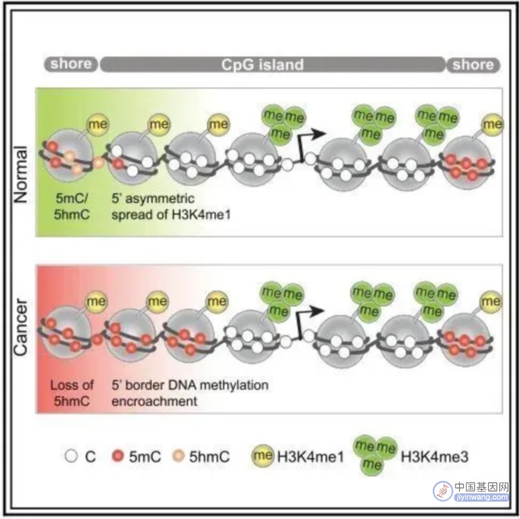 Cancer Cell：癌症全基因组甲基化研究