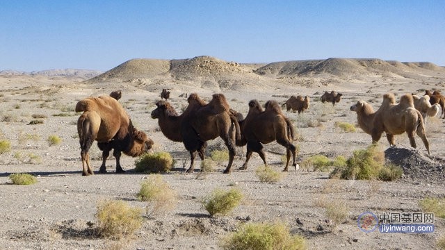 解开野骆驼生存基因魔方 因身体机能奇特可造福人类