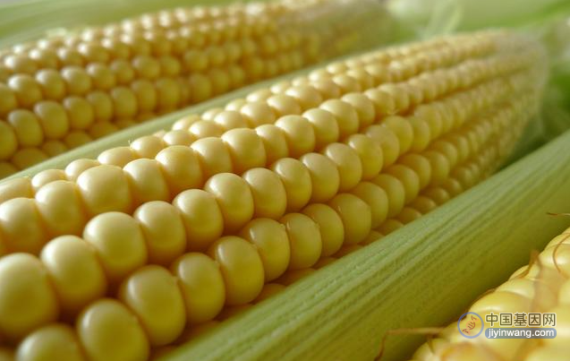 中国小范围种植转基因玉米，具有抗虫、抗霉、耐盐等特性