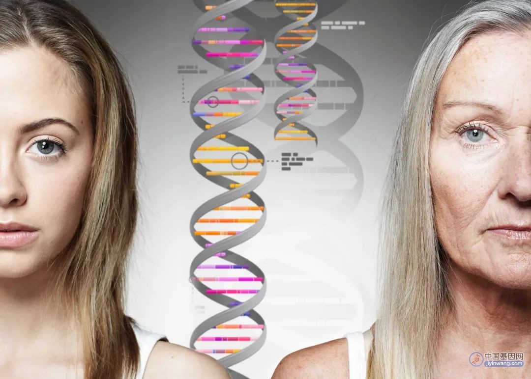 随着现代遗传学的兴起，很多人改变了看法，相信衰老是基因突变逐渐累积的结果