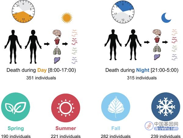 季节和昼夜节律，如何影响了人类基因表达？