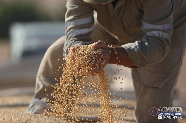 中央“一号文件”首提生物育种产业化，关于转基因改造作物，你了解多少？