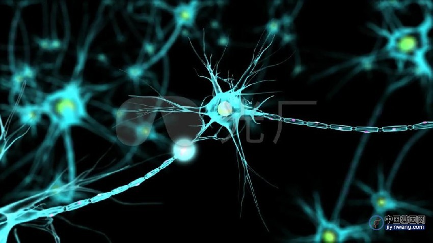 哈佛团队发现神经元中的DNA修复新机制，有望推动衰老与神经退行性疾病等研究进展