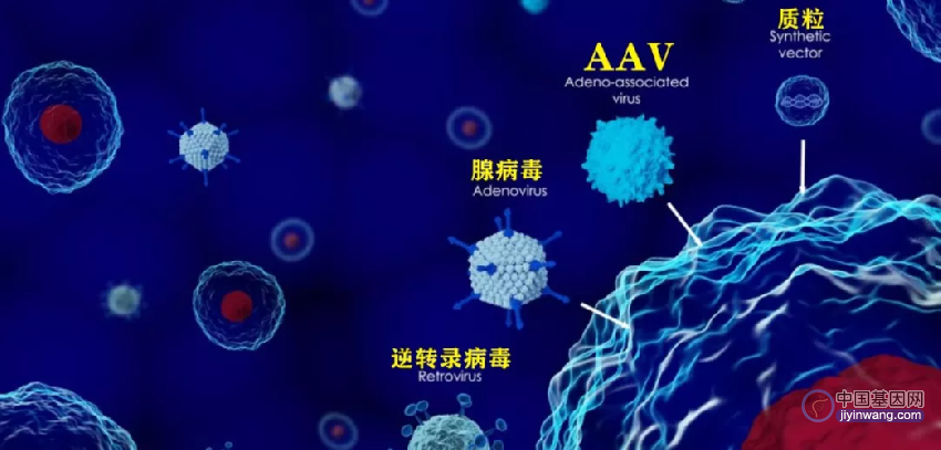 20年砥砺前行，中国AAV基因疗法即将迈入商业化