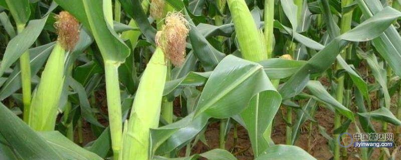 【Nature Genetics】突破！中国农大克隆玉米关键抗旱基因