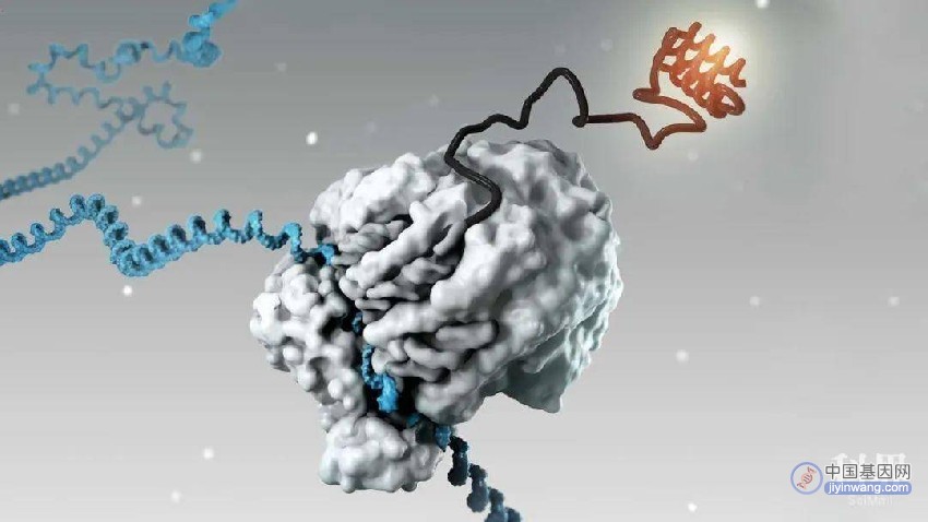 中国吐露港生物，赢下了CRISPR快速诊断的关键专利之争