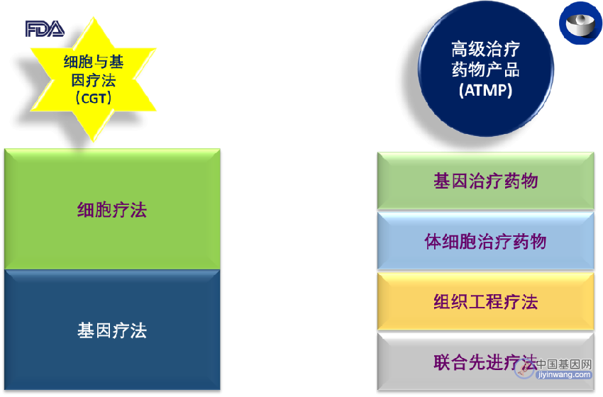 FDA与EMA对待细胞和基因疗法 (CGT) 申请的区别