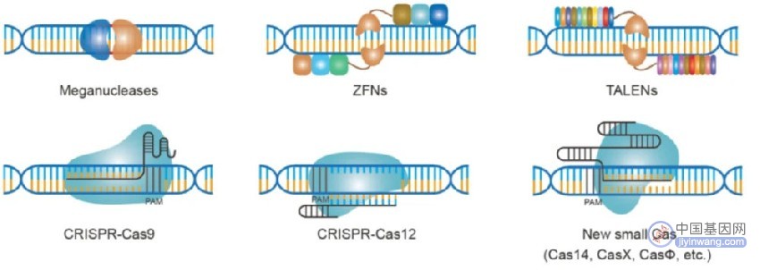 基因科普：系统解读基因编辑领域的主要技术