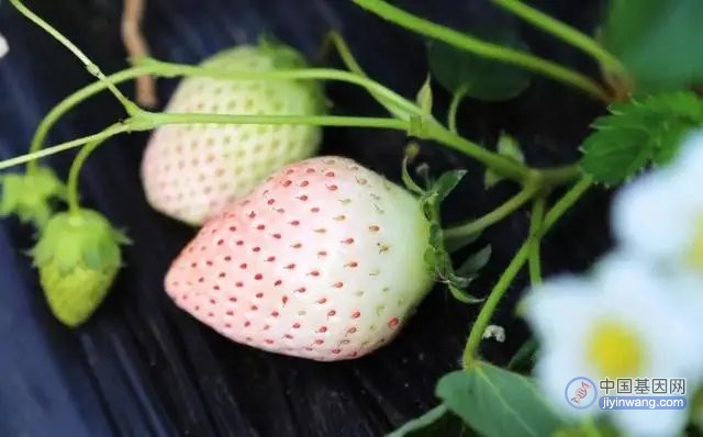 白色草莓是转基因水果吗？还能不能放心吃？