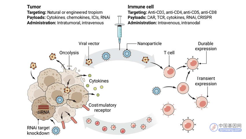 肿瘤的体内基因免疫治疗，体内免疫细胞治疗的工程化