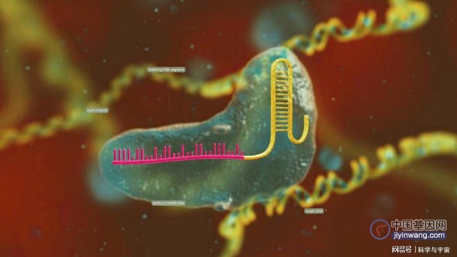 将基因编辑用作临床疾病治疗，日本科学家已经迈出了第一步