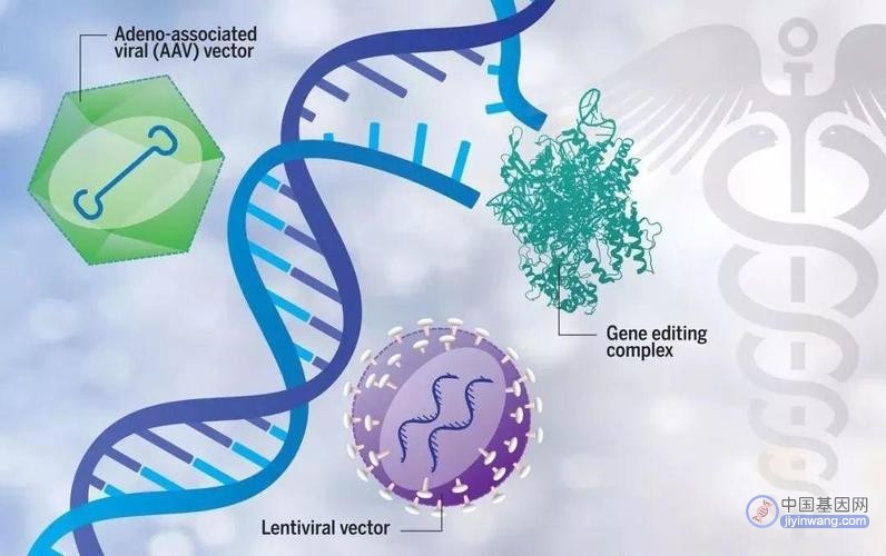 国内AAV基因治疗进入爆发前夕，17款IND获批，1款进入3期临床试验