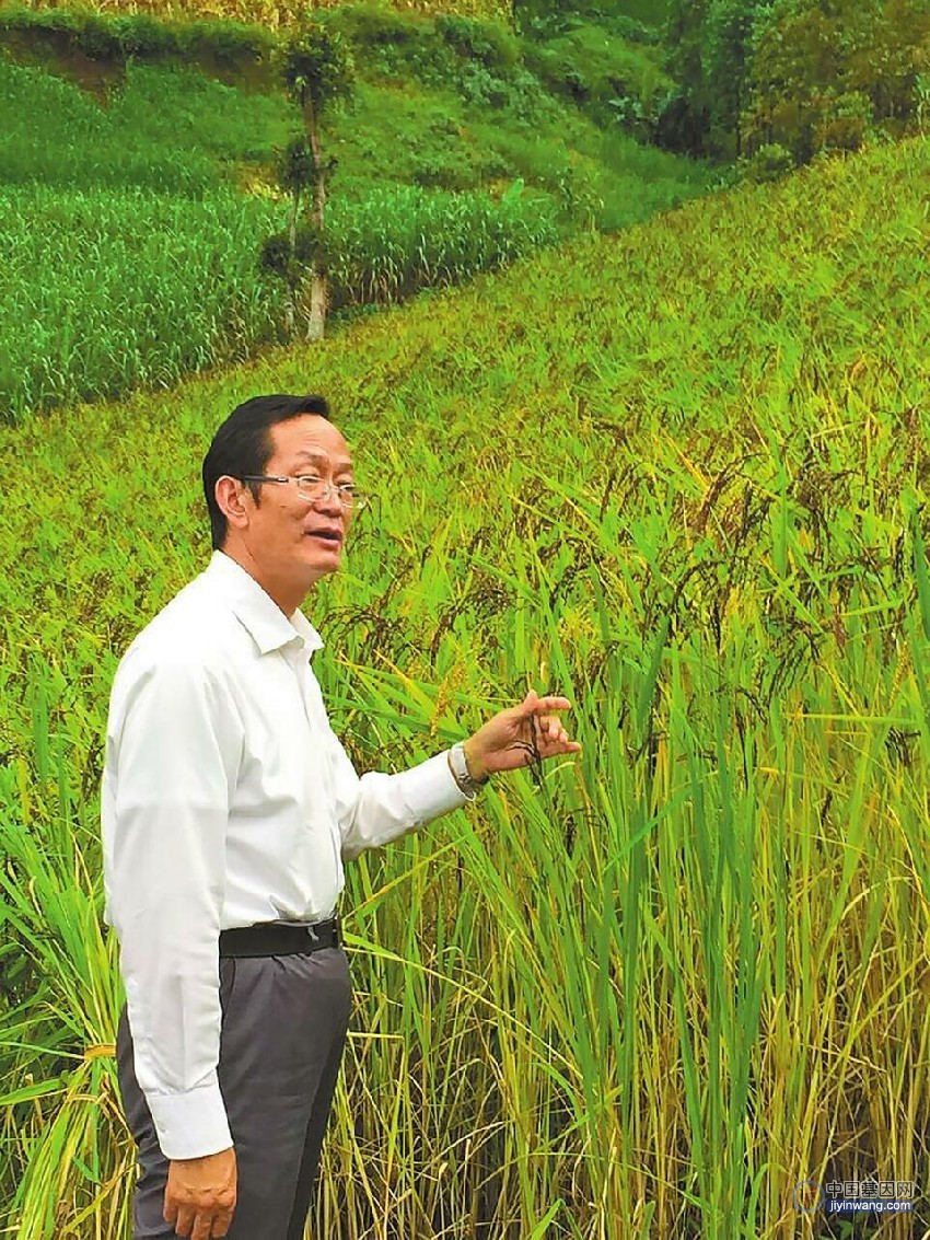 云南农业大学解码基因奥秘，做强云南“稻芯”基因育种