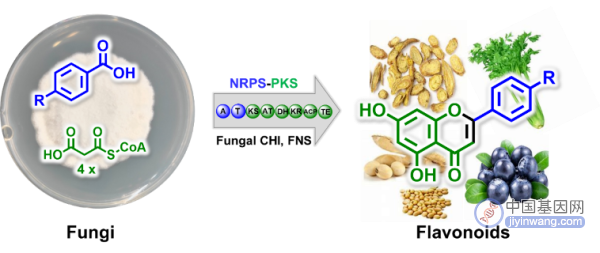 科研人员基于基因组靶向挖掘发现真菌黄酮生物合成新机制