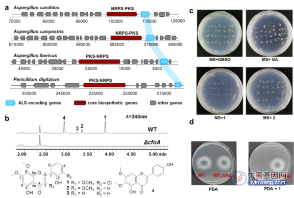 图2.SRGD策略发现真菌氯黄酮合成基因簇及活性分析