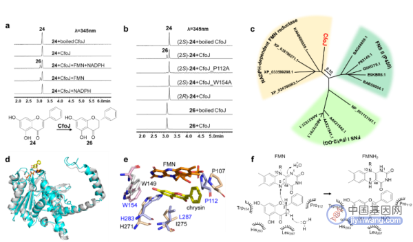 图5.真菌中黄酮合酶CfoJ的表征