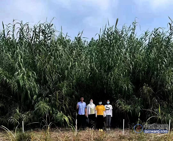 全球首次发布芦竹高质量基因组 我国植物能源创新获重大突破