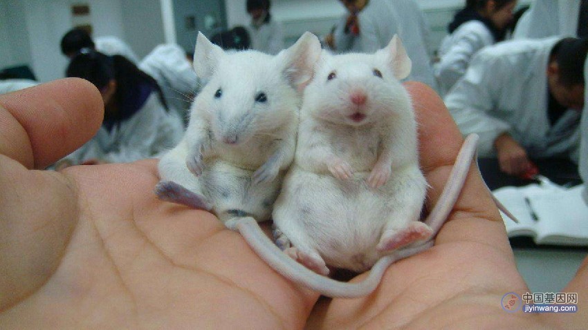 男男生孩子？日本科学家用两只雄性小鼠产生健康后代，或刊发Nature