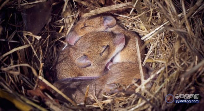 第三届人类基因组编辑国际峰会惊人宣布：两只公鼠“生下”后代