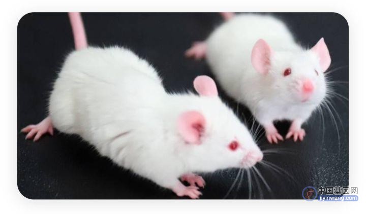 以色列研究人员利用基因手段使小鼠心脏“变年轻”
