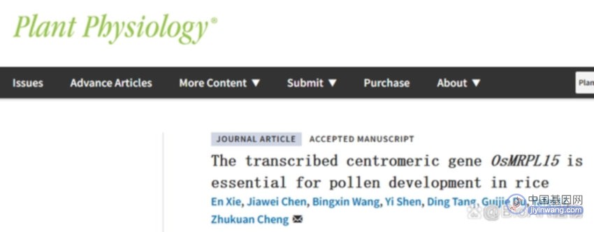 由着丝粒区基因介导的水稻配子体花粉败育新机制