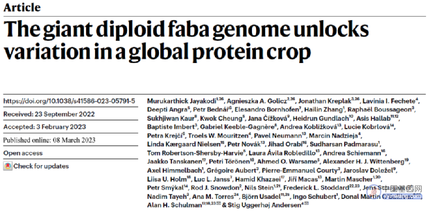 【Nature】 基因组13G！蚕豆首个高质量基因组公布，解析蚕豆种子大小变异和种脐颜色变化的遗传基础