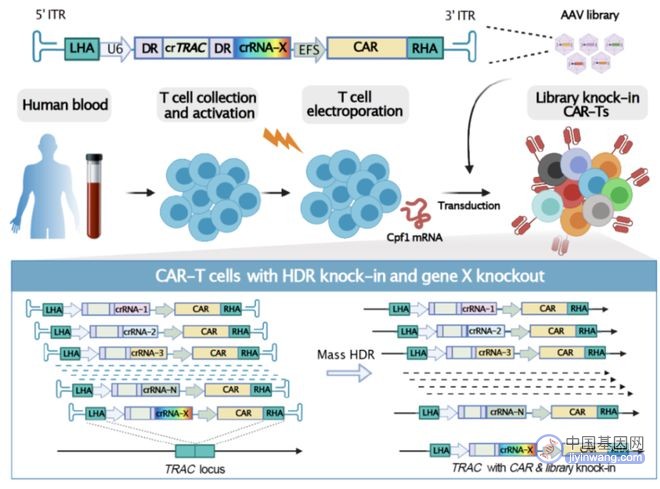 CAR-T细胞治疗新基因面世，耶鲁团队研发“密集平行基因敲入”技术，可将数十种结构物敲入T细胞受体位