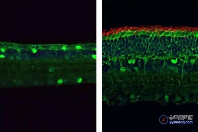 我国科学家利用CRISPR基因编辑技术，让小鼠重新恢复视力