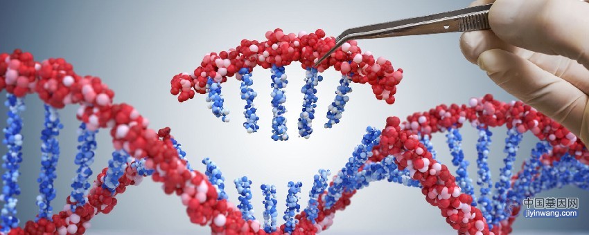 可精准插入大段DNA，新一代基因编辑技术问世