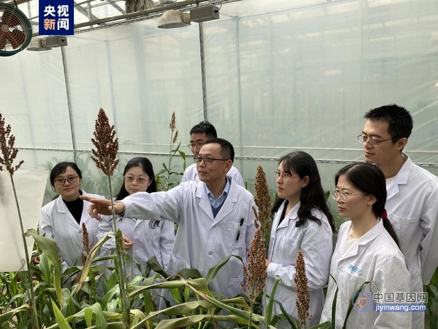 我国科学家发现耐碱基因可使高粱、水稻、小麦、玉米、谷子等农作物增产