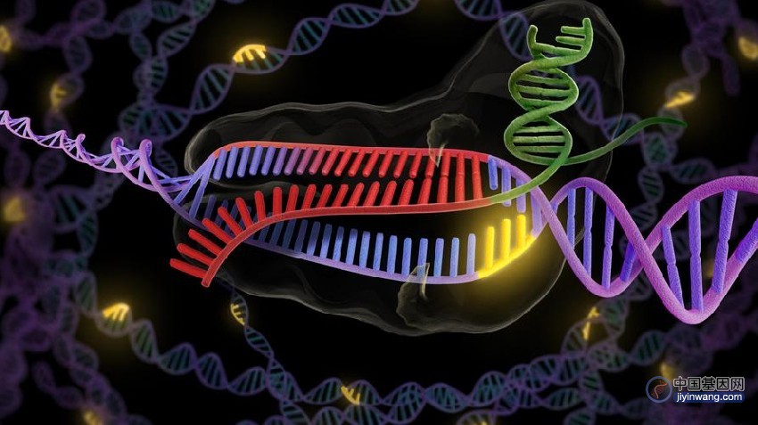 CRISPRa是否能利用激活基因组中任意给定基因？