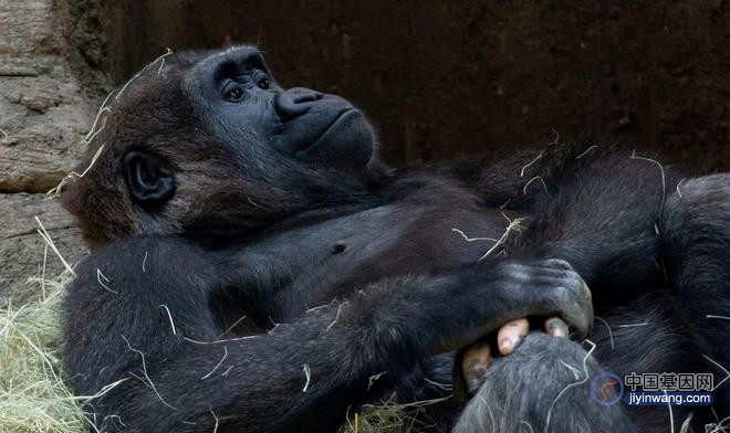 一只基因变异的黑猩猩，有人类一样的手指，它会进化成人类吗？