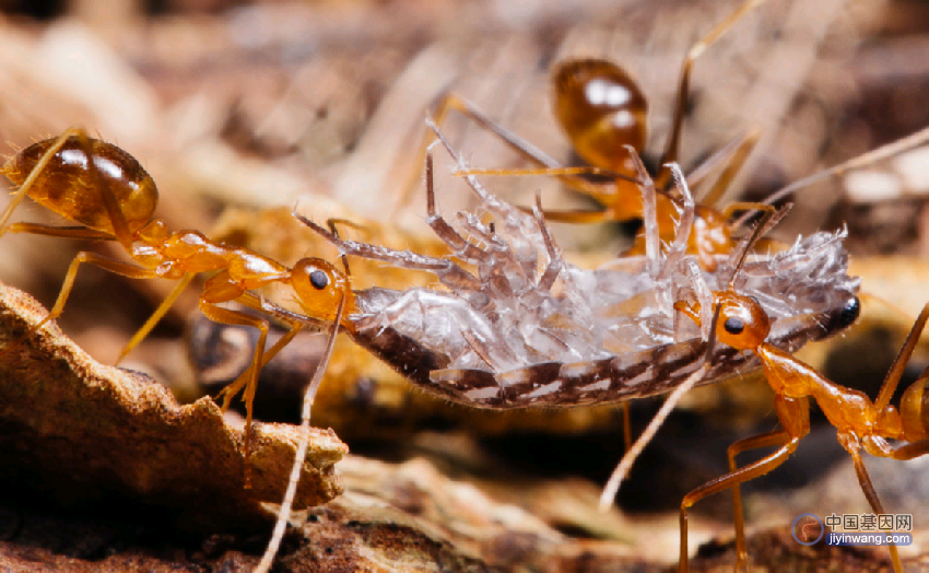 Science：首次破译疯狂蚂蚁“黄疯蚁”的奇怪基因组